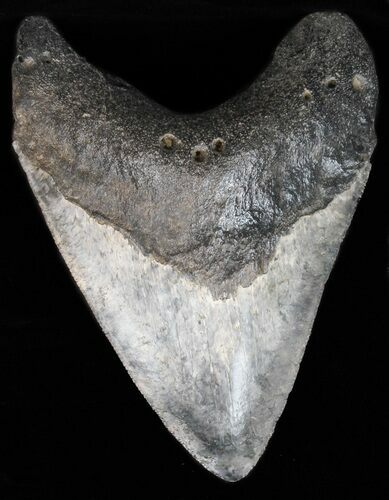 Serrated Megalodon Tooth - Georgia #39928